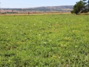 Food is Not the Problem of the Southern Nigeria By Akande Akin Sanyaolu