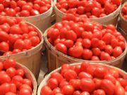 Blockage: Northern Tomato Farmers, Traders Lose Over N10Billion in One Week, Cry Out for Help