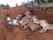 Confusion in Taraba as 40 Cattle Die After Eating Poisonous Grass