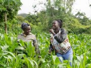 How Buhari Regime Released N756b to Farmers for Food Security – CBN