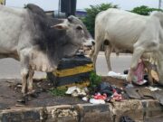 PHOTOS: Ibadan Reclaims Dirtiest City Status Under Makinde, As Cows Feast On Heaps of Refuse